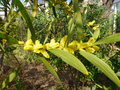 vignette Mimosa chenille - Acacia longifolia = Acacia trinervis