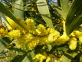 vignette Mimosa chenille - Acacia longifolia = Acacia trinervis