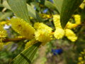 vignette Acacia longifolia = Acacia trinervis - Mimosa chenille