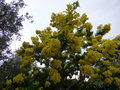 vignette Mimosa gaulois - Acacia dealbata 'Gaulois'