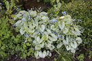 vignette Brunnera macrophylla 'Loocking Glass'