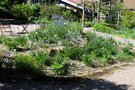 vignette Camassia quamash (= C. esculenta)