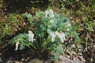 vignette Dicentra