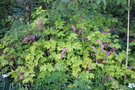 vignette Dicentra spectabilis 'Gold Heart'