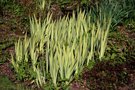 vignette Iris pallida 'Variegata'