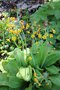 vignette Primula chungensis