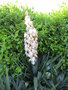 vignette Yucca recurvifolia