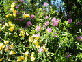 vignette Gent et rhododendron pontique