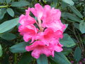 vignette Rhododendron 'Anna Rose Withney'