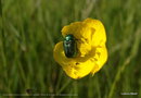 vignette Chrysomle varie ( Chrysomela varians )  Fleur de bouton d'or (Ranunculus repens)