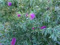vignette Callistemon Acuminatus en début de floraison au 18 05 14