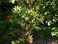 vignette Callistemon Citrinus splendens en début de floraison au 18 05 14