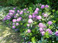 vignette Rhododendron pontique