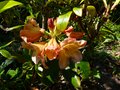 vignette Rhododendron Amber Touch gros plan au 19 05 14