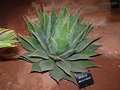 vignette agave montana