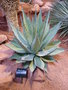 vignette agave applanata