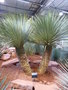 vignette yucca rostrata