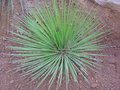 vignette agave stricta rubra