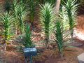 vignette cordyline karo kiri