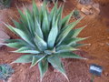 vignette agave montana