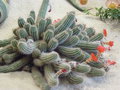 vignette echinocereus huitcholensis