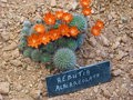 vignette rebutia albiareolata