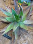 vignette aloe marlothii