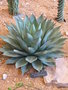 vignette agave parrasana