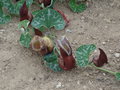 vignette Aristolochia chilensis