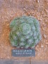 vignette mammilaria decipiens