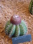 vignette melocactus