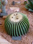 vignette echinocactus grusoni brevispinus