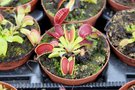 vignette Dionaea muscipula