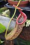 vignette Nepenthes eymae