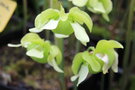 vignette Sarracenia alata f. pubescens