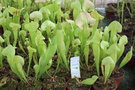vignette Sarracenia burkii x S. flava var. cuprea x S. ornata