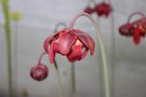 vignette Sarracenia leucophylla forme rose et pubescente