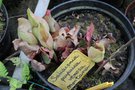 vignette Sarracenia purpurea ssp. venosa var. montana