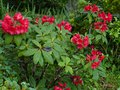 vignette Rhododendron Melville rouge au 20 05 14