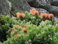 vignette Leucospermum cordifolium