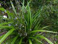 vignette Dianella Tasmanica en fleurs au 23 05 14