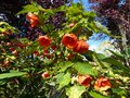 vignette Abutilon Thompsonii aux grandes fleurs oranges au 23 05 14
