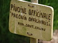 vignette Paeonia officinalis - Pivoine officinale