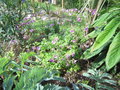vignette Geranium palmatum