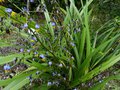 vignette Dianella Tasmanica gros plan des fleurs au 25 05 14