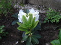 vignette Rhododendron nuttallii