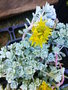 vignette Sedum spathulifolium 'Cape Blanco'