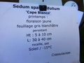 vignette Sedum spathulifolium
