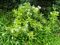 vignette Kalmia latifolia