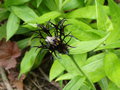 vignette Centaurea montana 'Black Sprite'